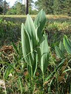 Image of Angular Solomon's Seal