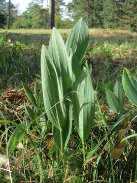 Image of Angular Solomon's Seal