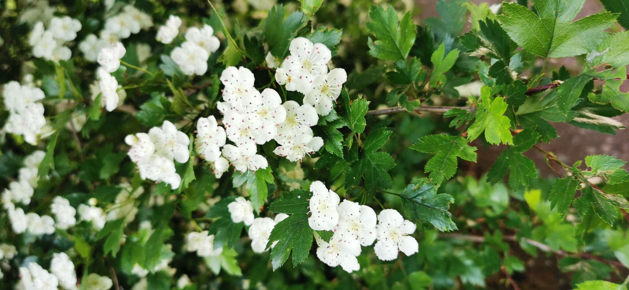 Imagem de Crataegus laevigata (Poir.) DC.