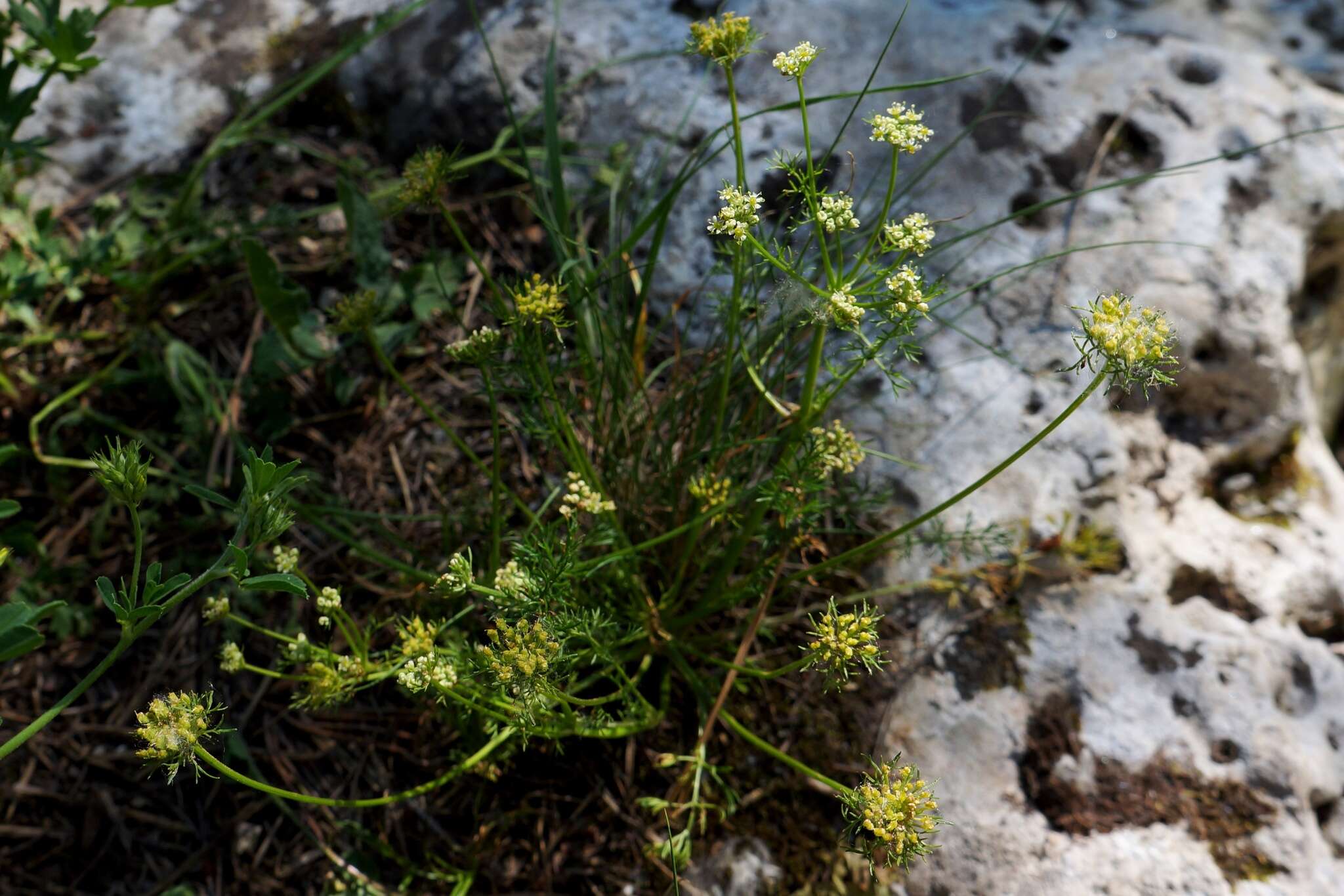 Image of Chamaesciadium acaule (M. Bieb.) Boiss.