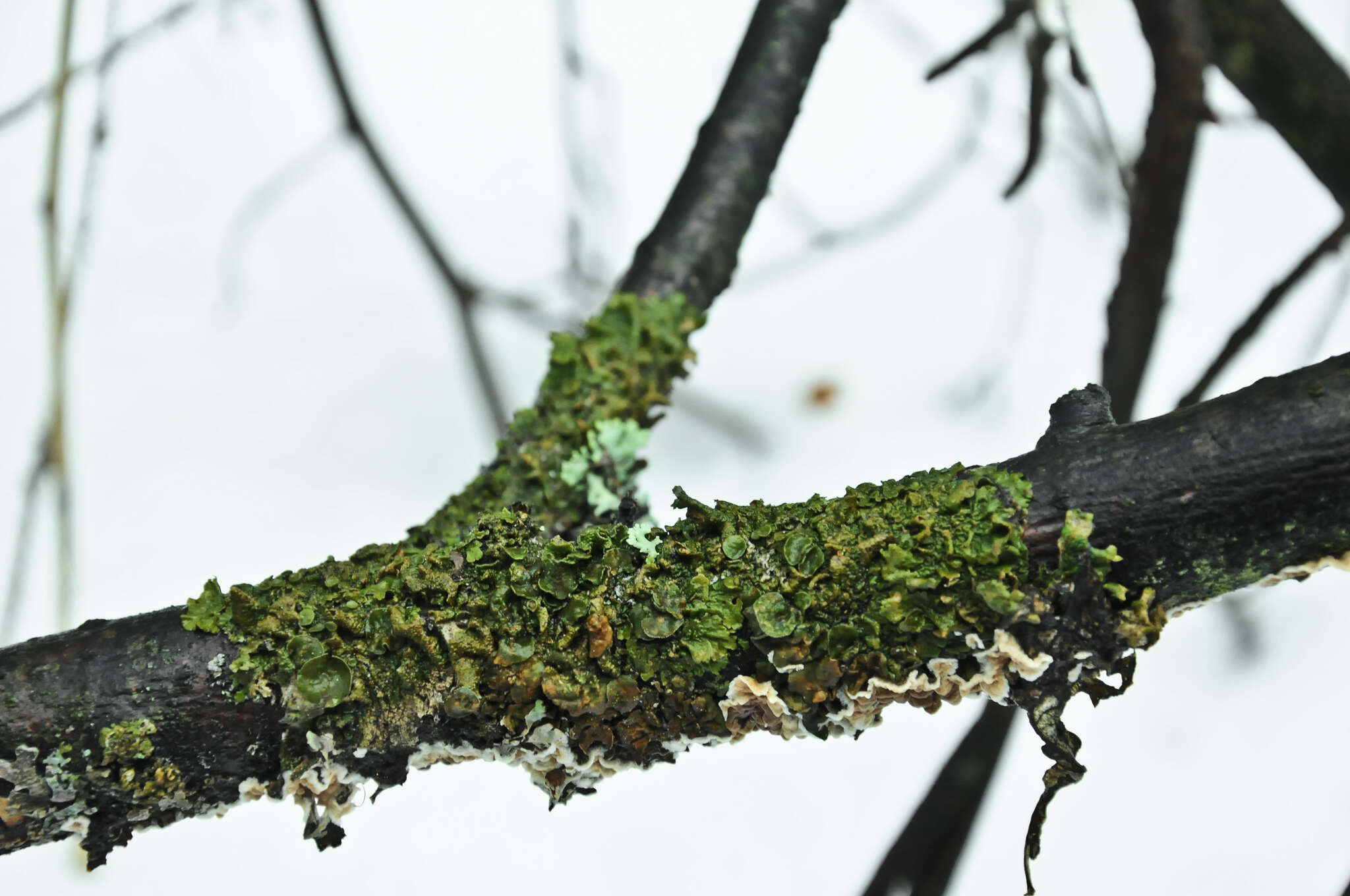 Image of melanelia lichen