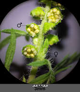 Image of annual ragweed