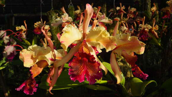 Image of Dow's Cattleya