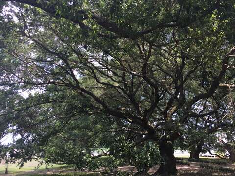 Image of Southern Live Oak