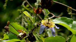 Слика од Passiflora bicornis Mill.