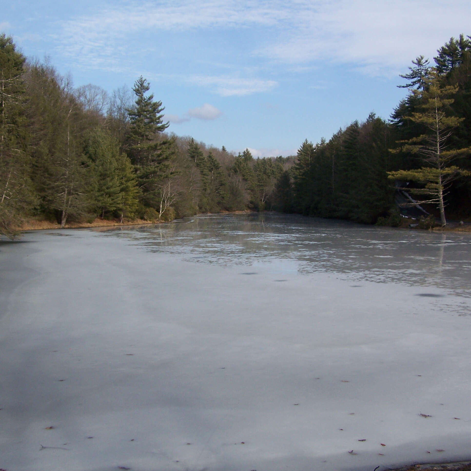 Image of eastern white pine