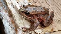 Image of Northern Red-legged Frog