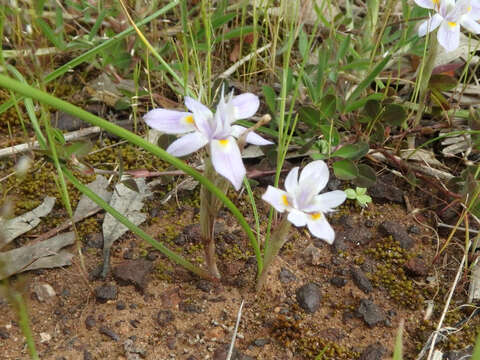 Image of Moraea setifolia (L. fil.) Druce