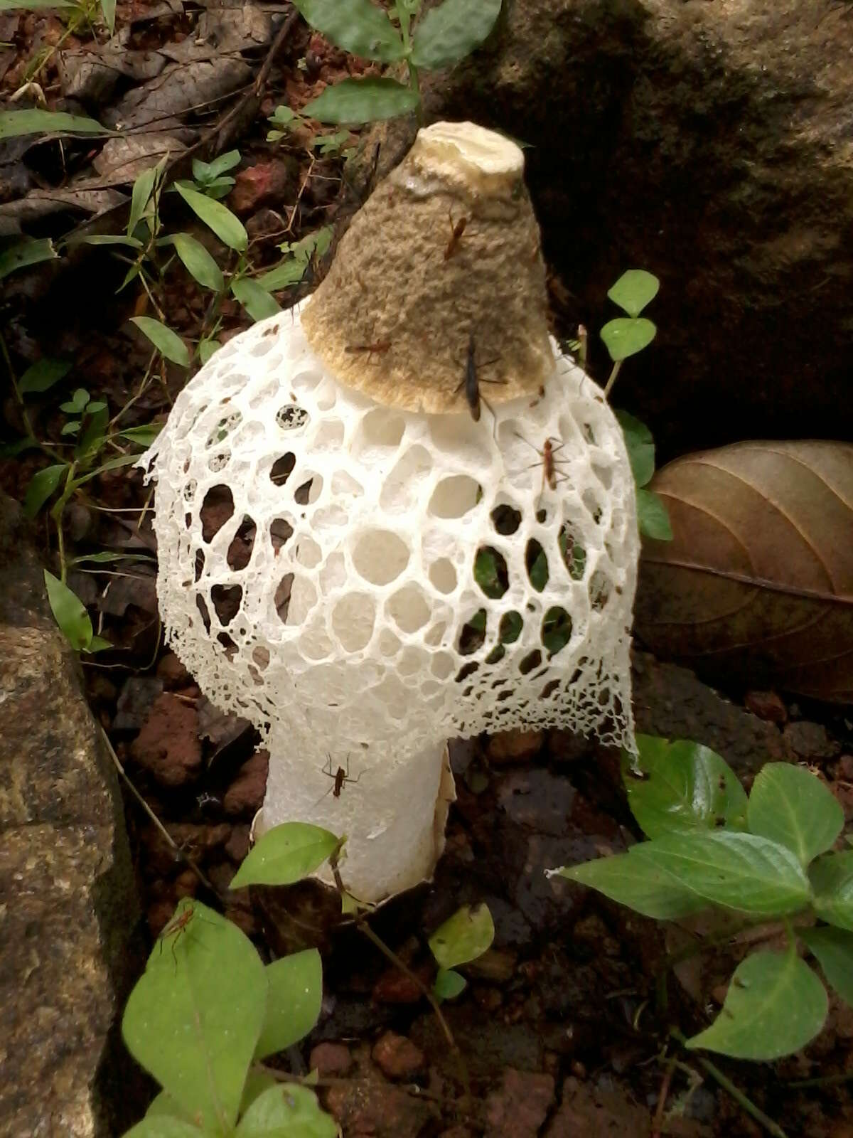 Image of Bridal veil stinkhorn