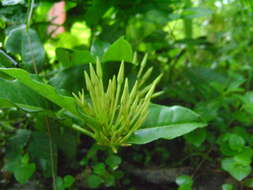 Image of ixora