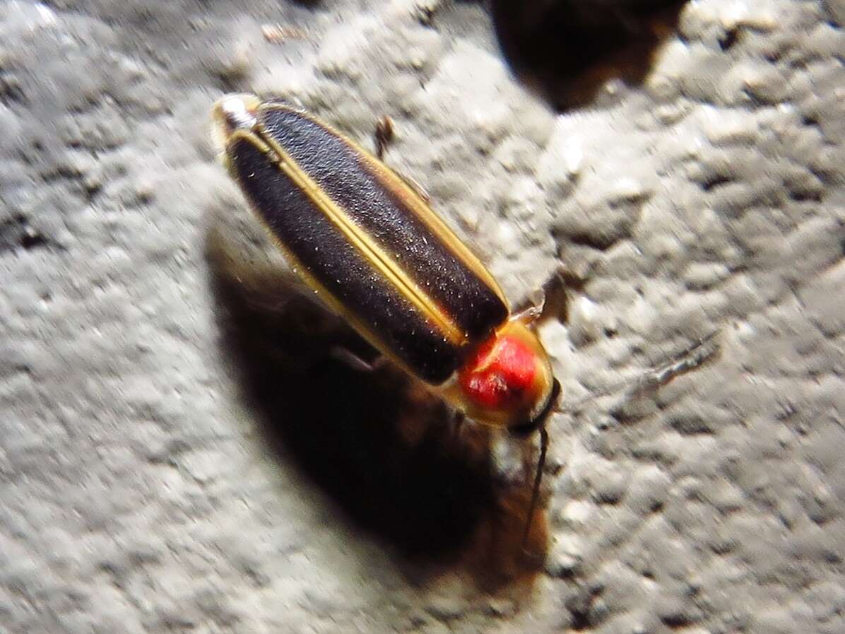 Image of common eastern firefly