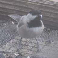 Image of Carolina Chickadee