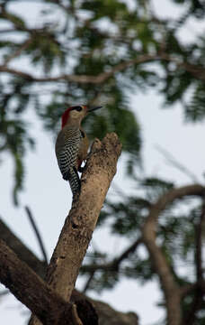 Image of West Indian Woodpecker