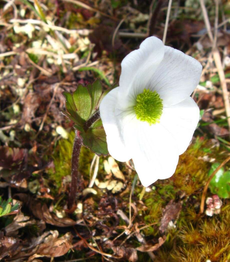 Anemone parviflora Michx. resmi