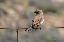 Image of Sickle-winged Chat