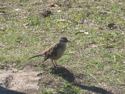 Image of Chalk-browed Mockingbird