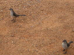 Image of Chalk-browed Mockingbird