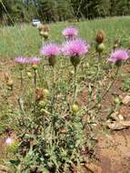 Image of Wheeler's thistle