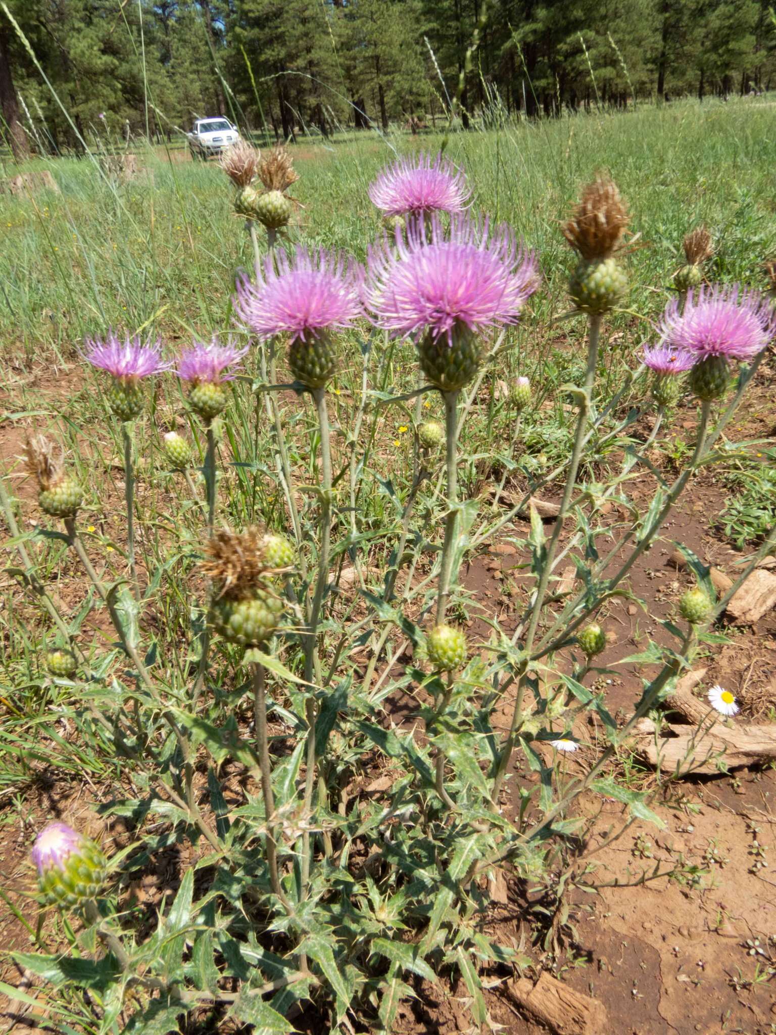 Image of Wheeler's thistle