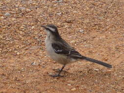 Image of Chalk-browed Mockingbird