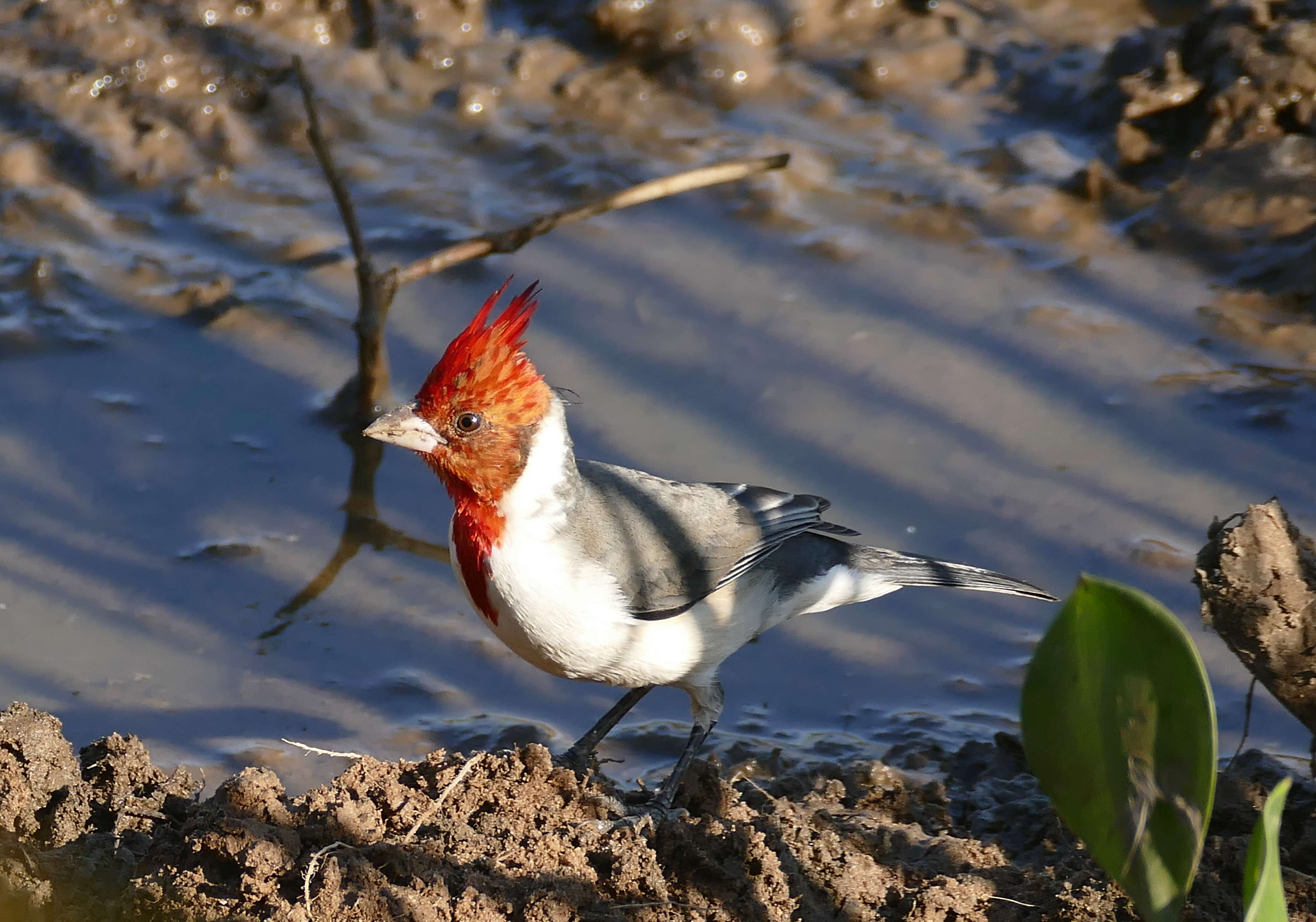 Image of Red-crested Cardinal