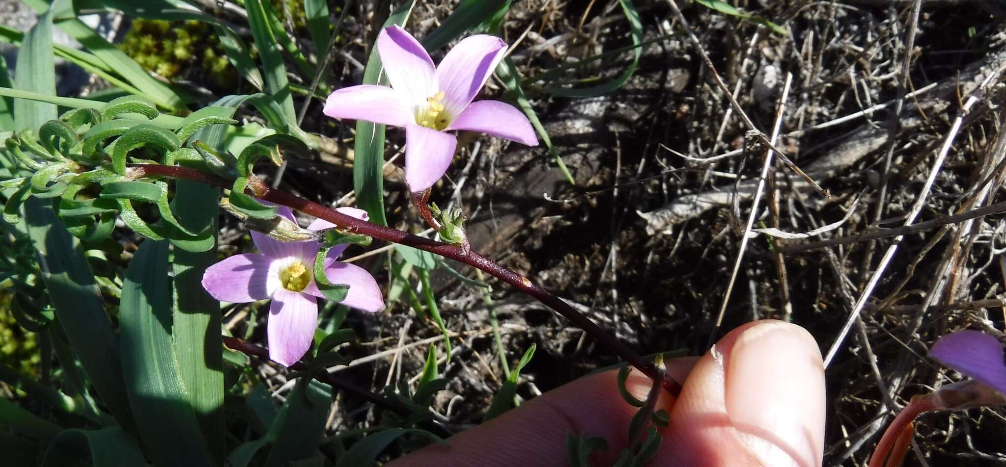 Imagem de Oxalis subsessilis L. Bolus