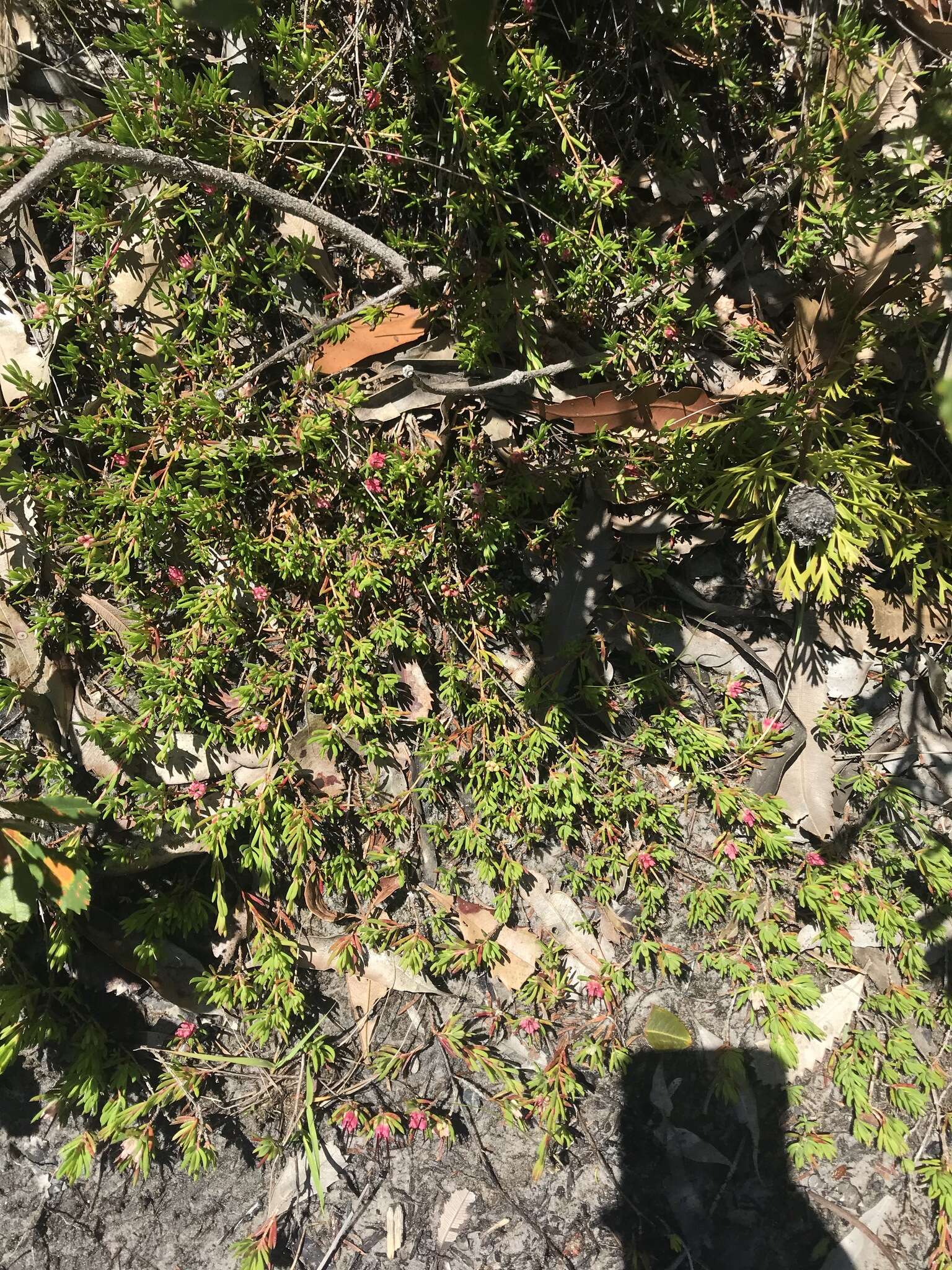 Image of Darwinia grandiflora (Benth.) R. Baker & H. G. Smith