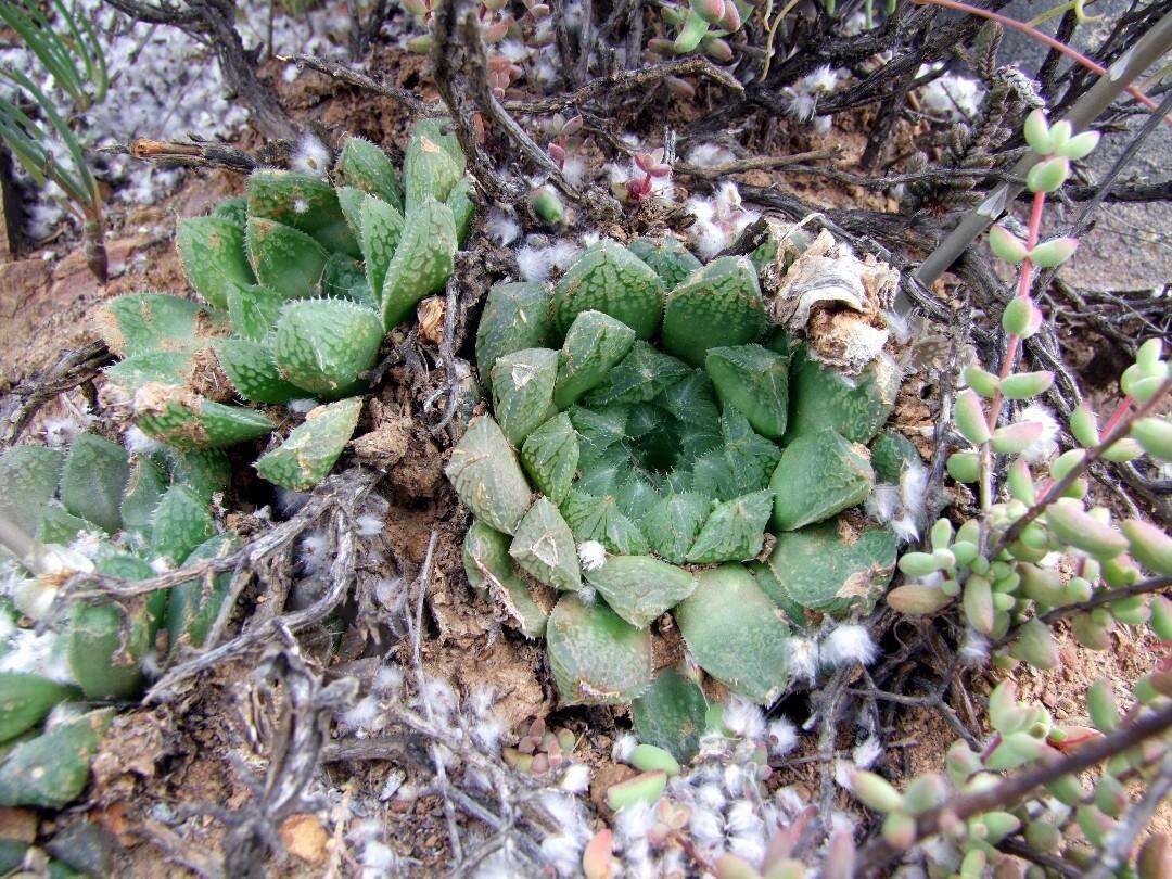 Image of Haworthia nortieri var. globosiflora (G. G. Sm.) M. B. Bayer