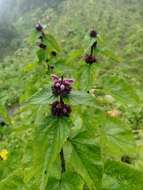 Image of Phlomoides macrophylla (Benth.) Kamelin & Makhm.