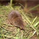 Image of North African White-toothed Shrew