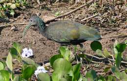 Image of Mesembrinibis Peters & JL 1930