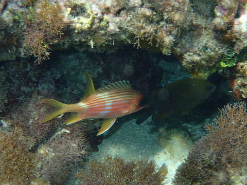 Image of Longspine Squirrelfish