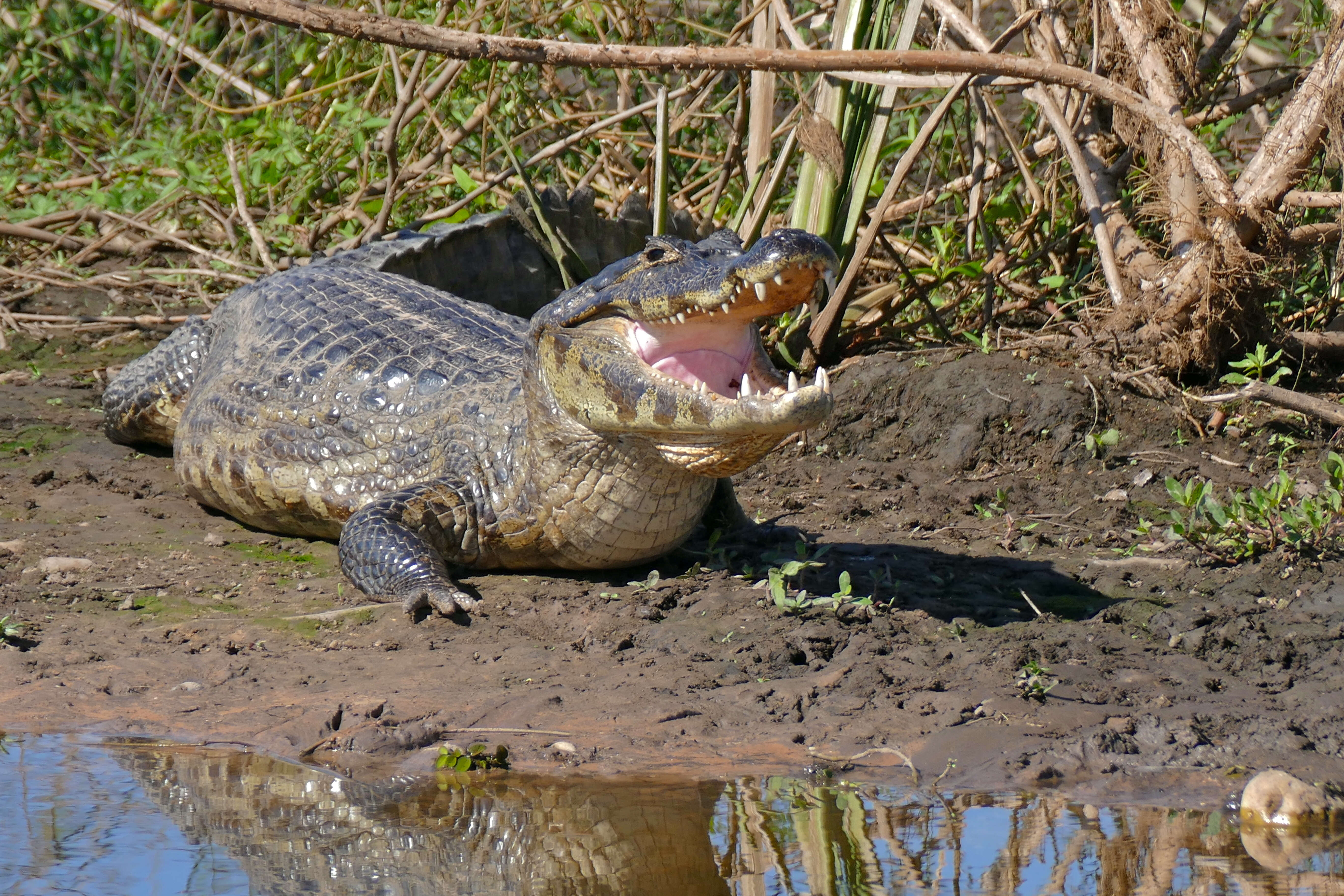 Image of Yacare caiman