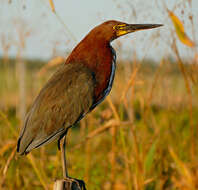 Image of Rufescent Tiger Heron