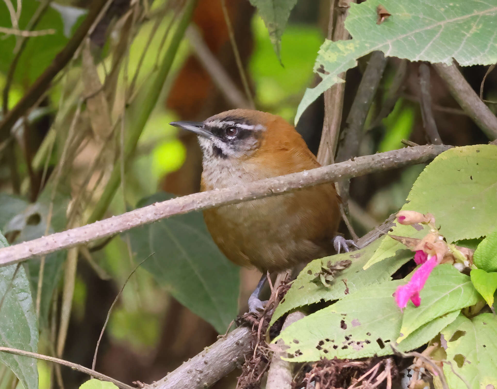 Image of Plain-tailed Wren