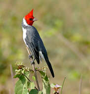 Image of Red-crested Cardinal