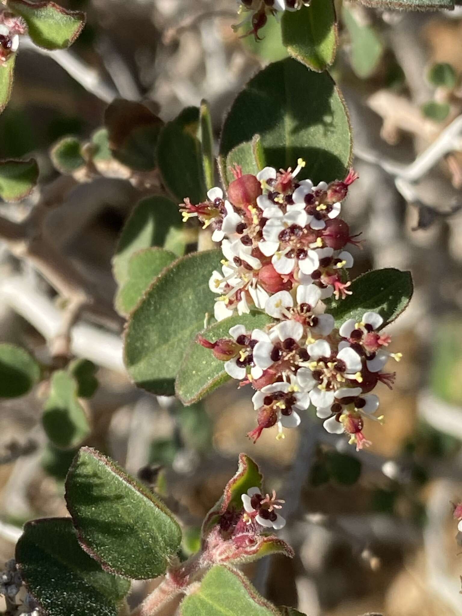 صورة Euphorbia tomentulosa S. Watson