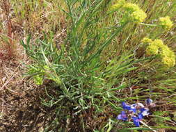 Imagem de Lomatium triternatum var. brevifolium (Coult. & Rose) Mathias