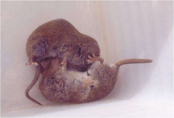 Image of North African White-toothed Shrew