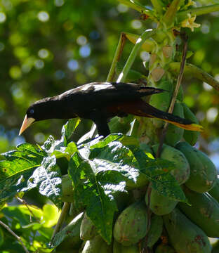 Image of Yellow-rumped Cacique