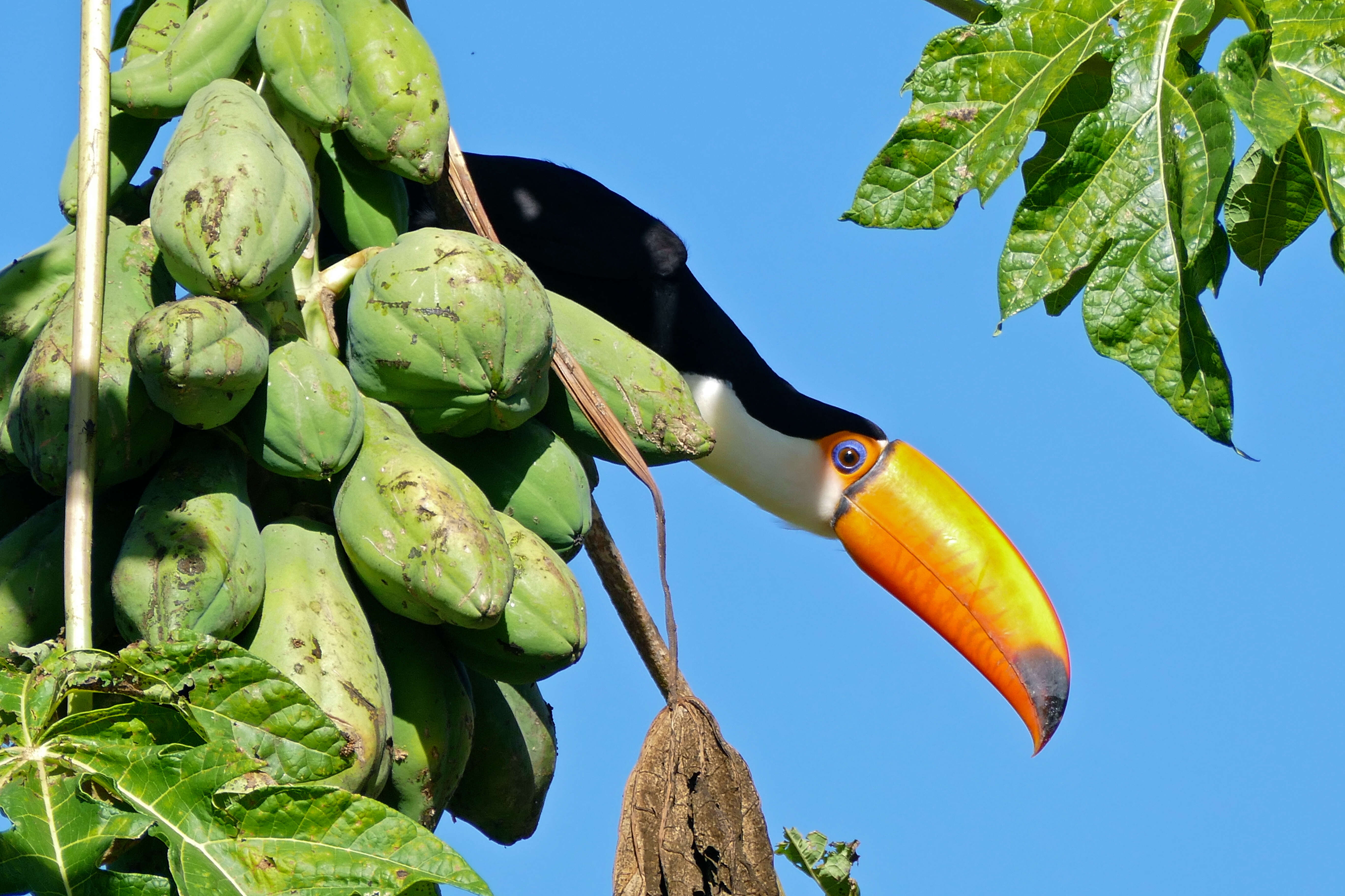 Image of Toco Toucan