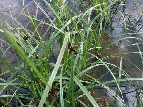 Image of Fox-Tail Flat Sedge