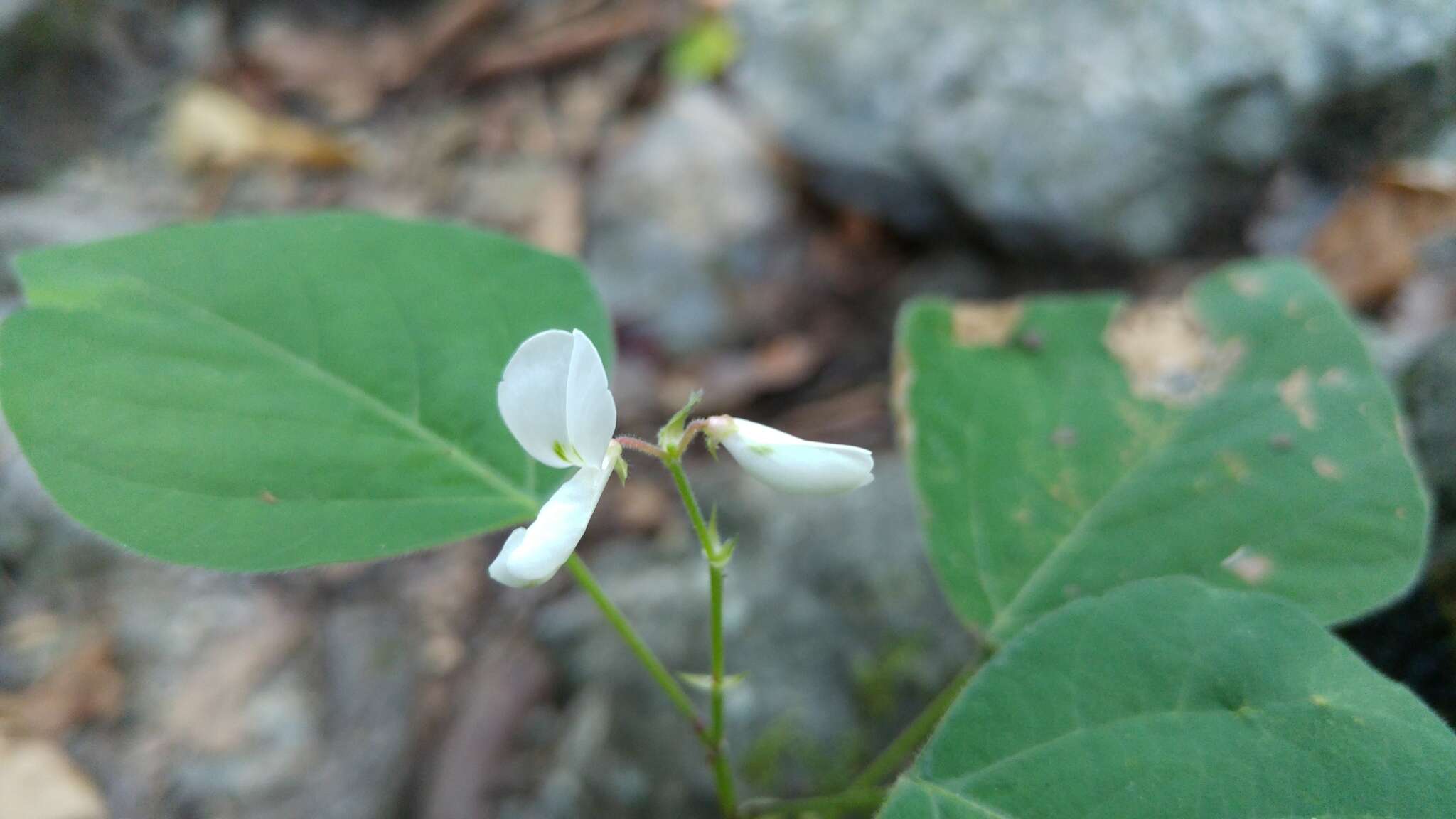 Image of Lindheimer's ticktrefoil