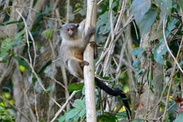 Image of Black-tailed Marmoset