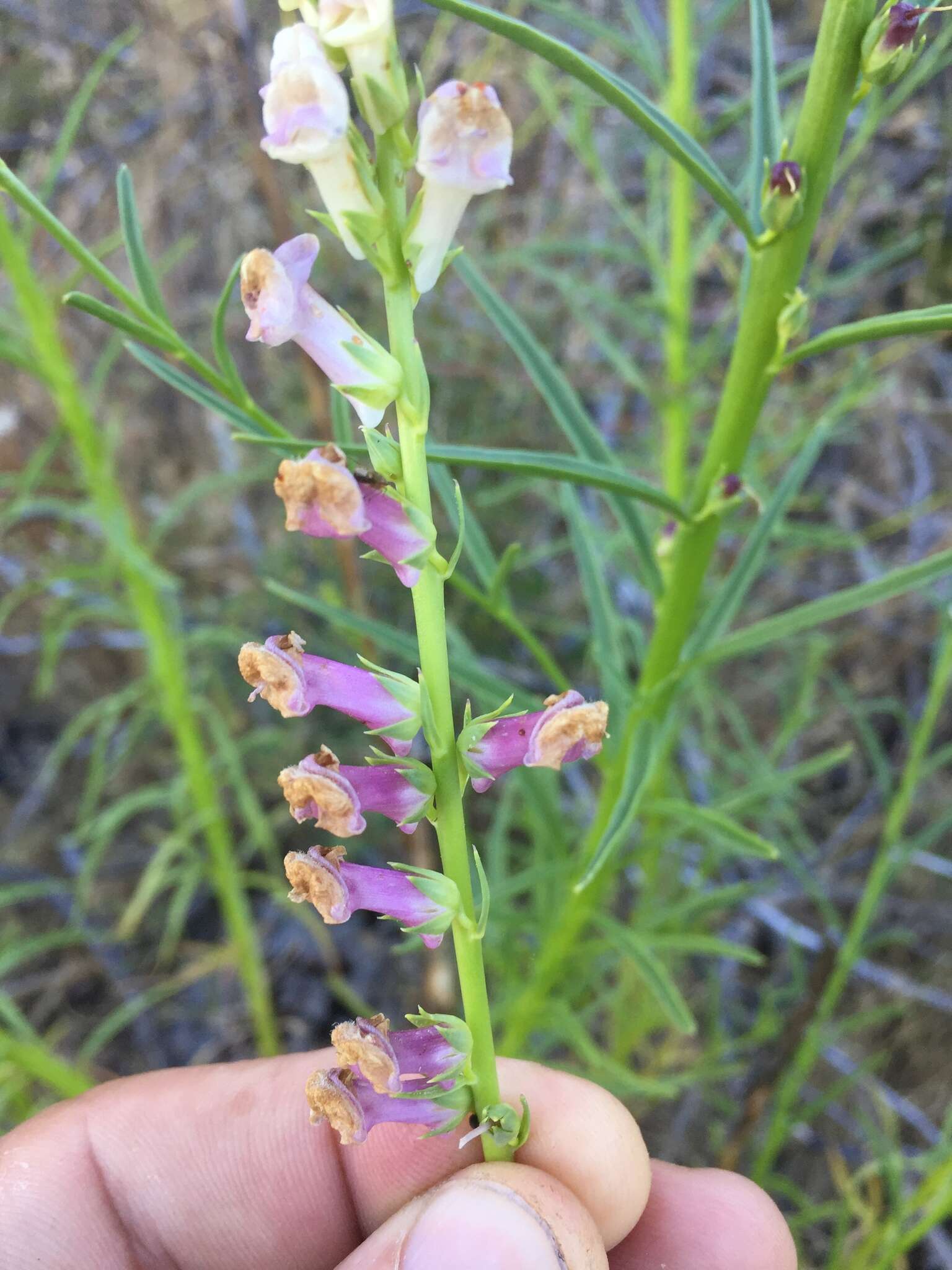 Image de Antirrhinum virga A. Gray