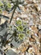 Image of granite buckwheat