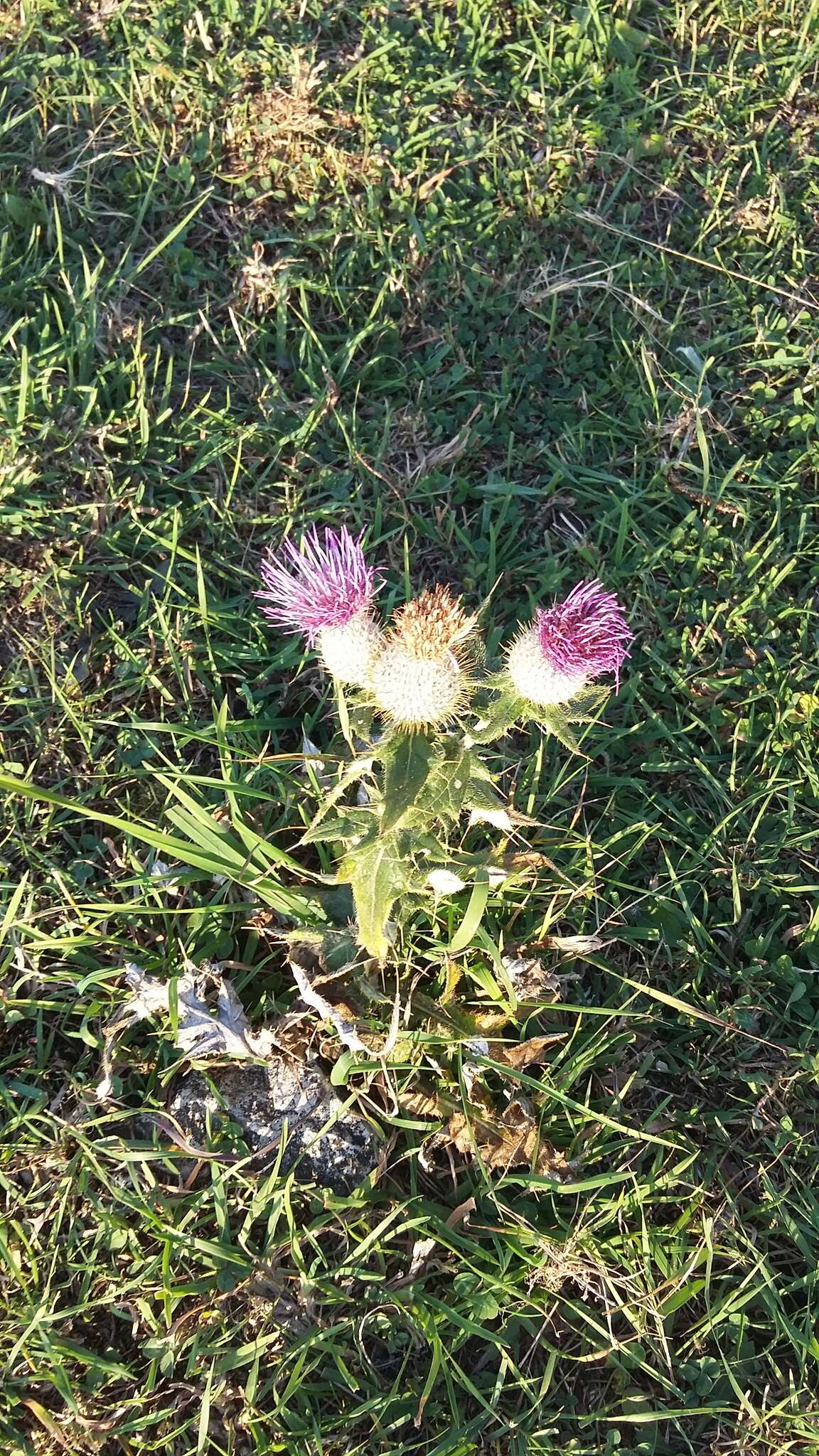 Image of Cirsium laniflorum (M. Bieb.) Fischer