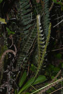Sivun Pleopeltis lepidopteris (Langsd. & Fisch.) Sota kuva