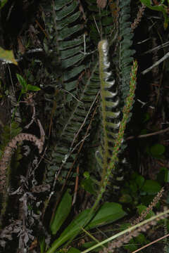 Image of Pleopeltis lepidopteris (Langsd. & Fisch.) Sota