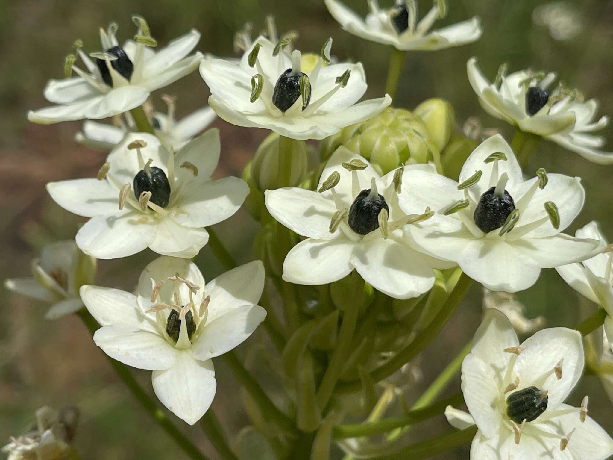 Слика од Ornithogalum saundersiae Baker